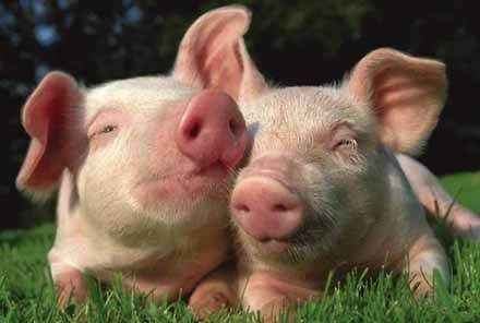 val-pigs.jpg