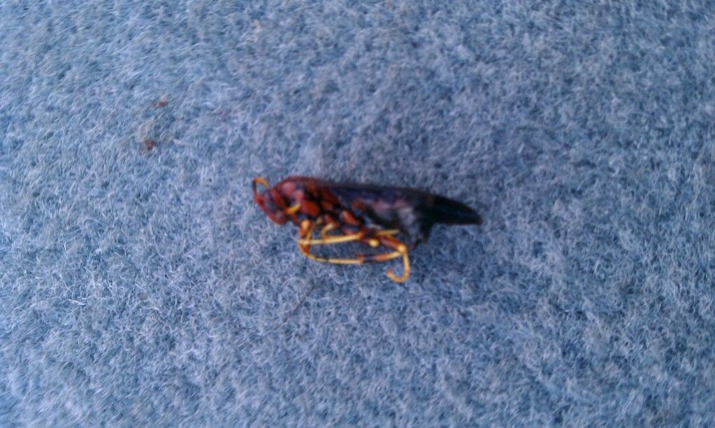 riverwasp.jpg