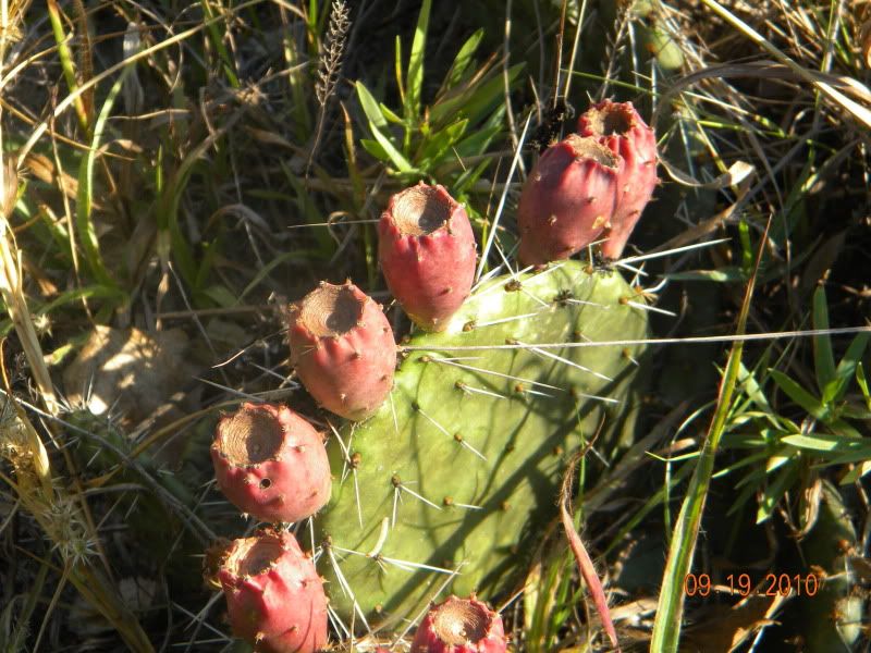 DSCN2857.jpg