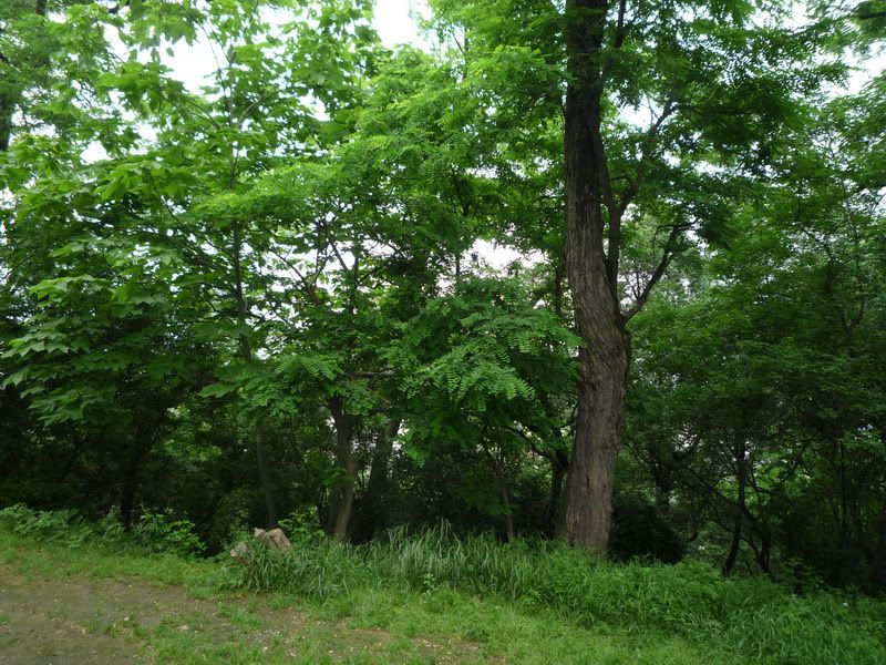 P1060873.jpg