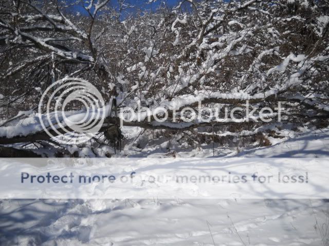 Sheltersite.jpg