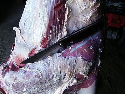 reclusegoodtightskinning.jpg