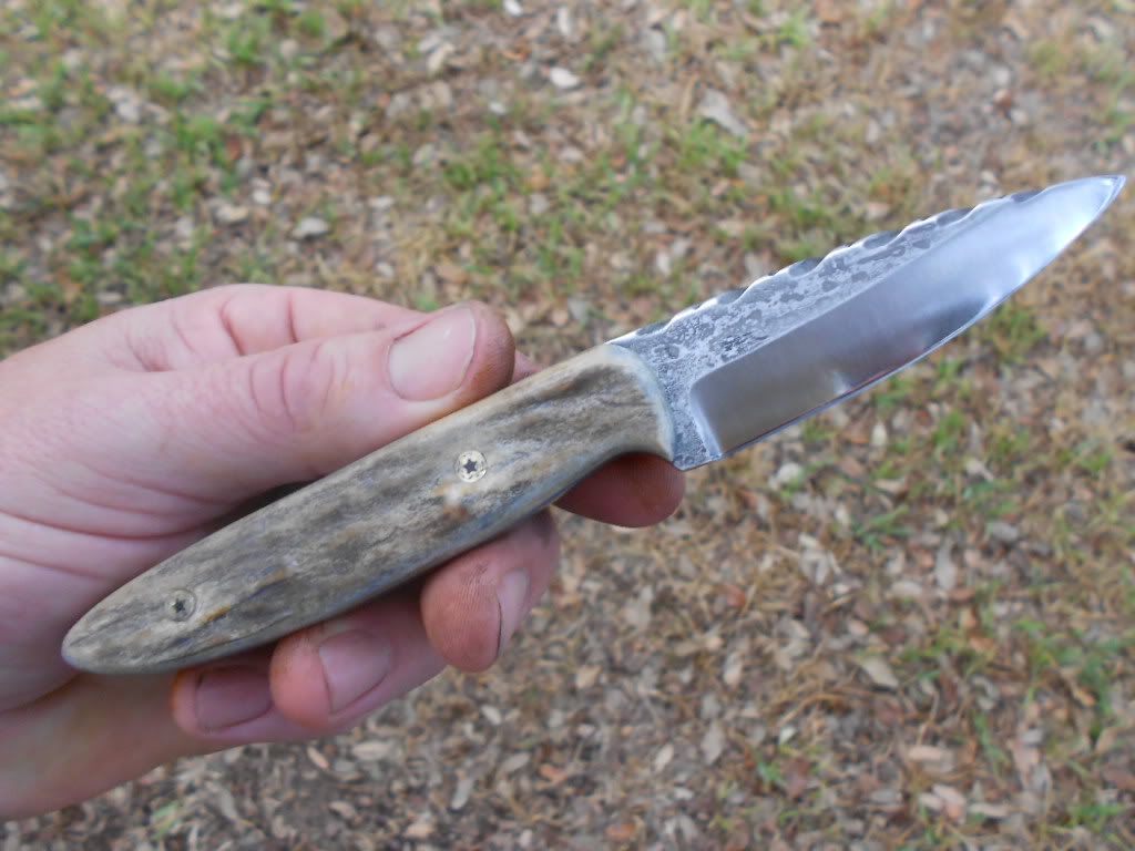 1095stag047.jpg