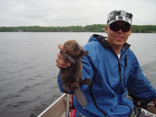 Beaver.jpg