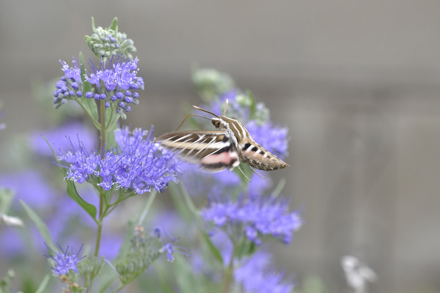 DSC72051.jpg
