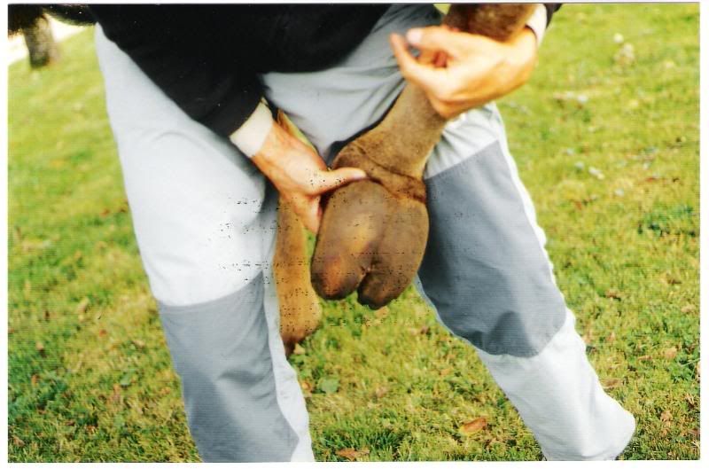 cameltoe.jpg