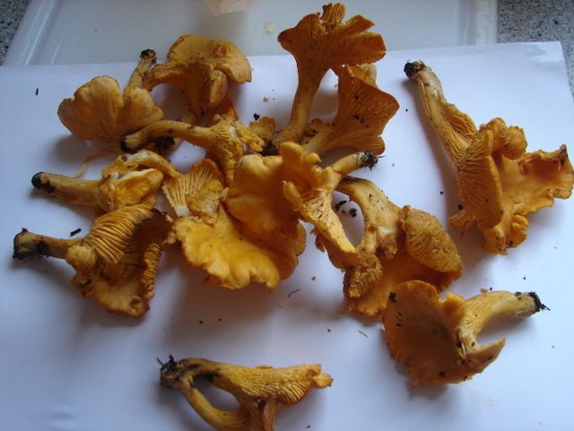 DSC03810.jpg