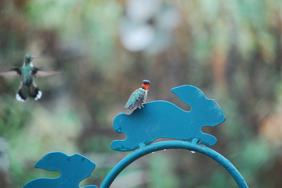 DSC_7654.JPG