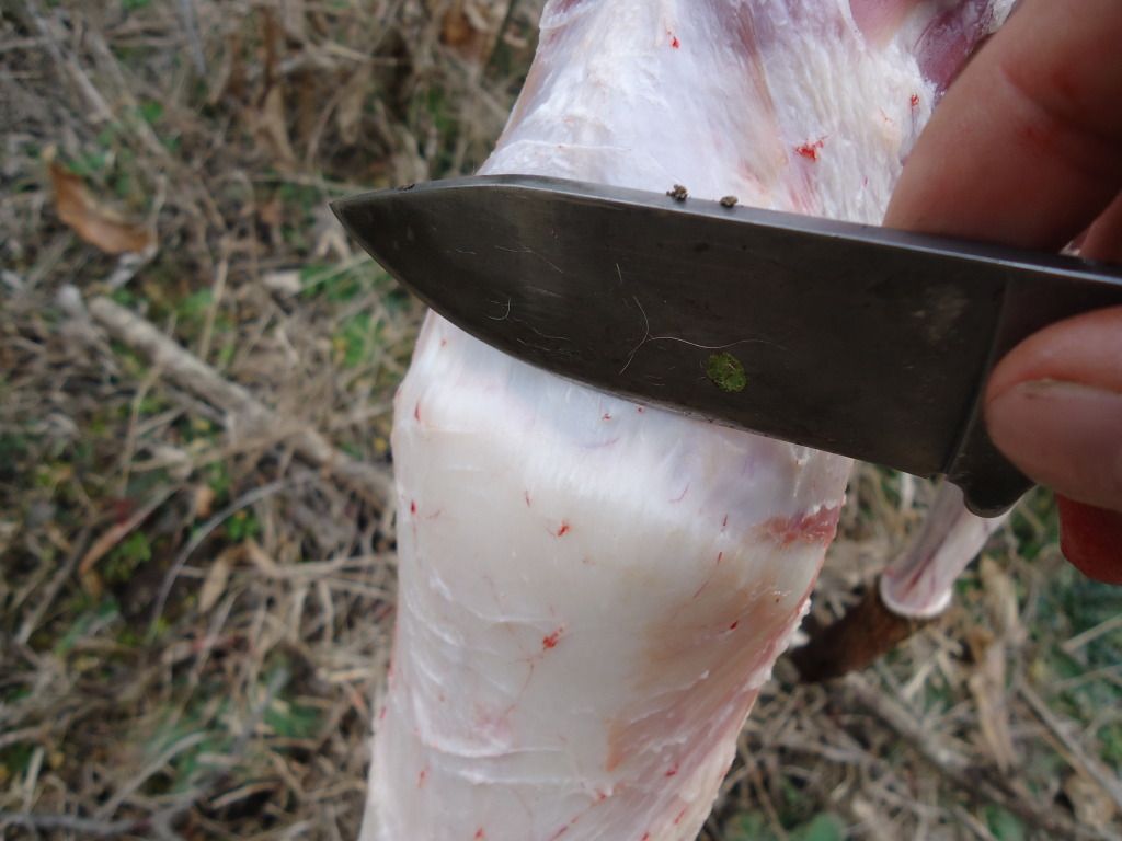 Trapping60.jpg