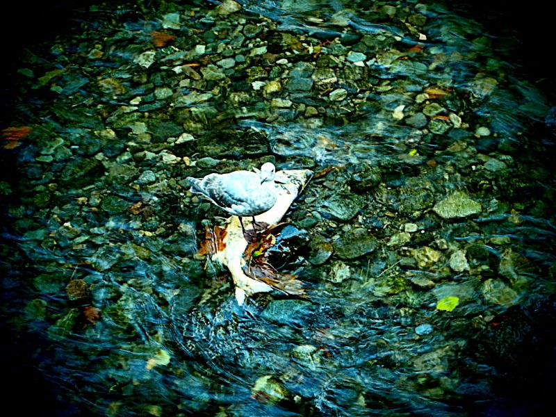 GoldStreamSalmonRun2012012.jpg