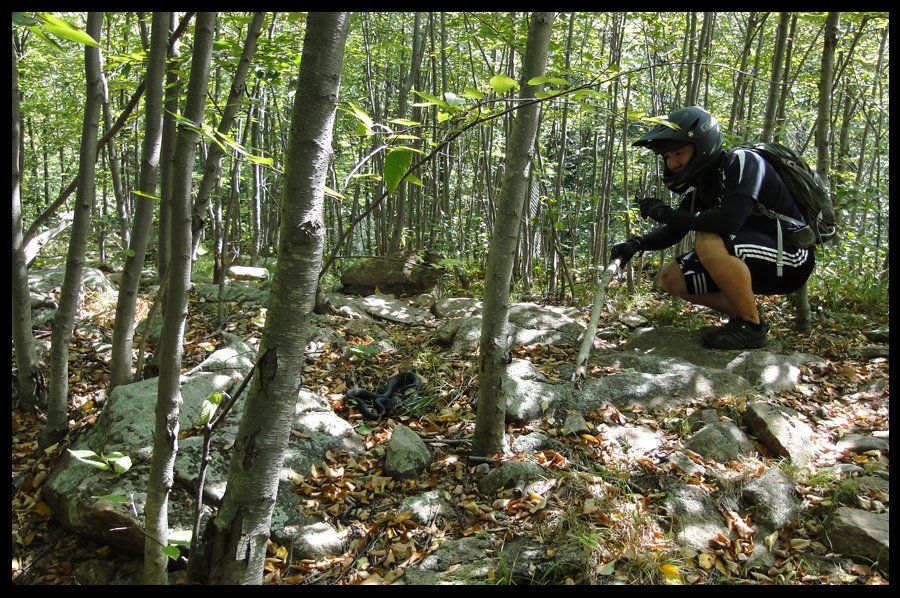 jungle_habitat_snake_zps0ac54fe3.jpg