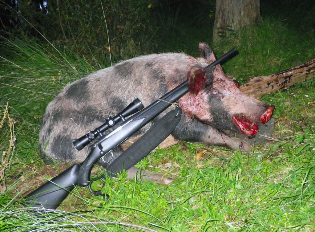 BFSHog7.jpg