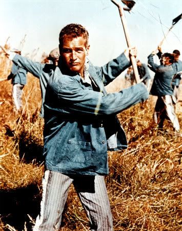 Paul-Newman---Cool-Hand-Luke-Photog.jpg