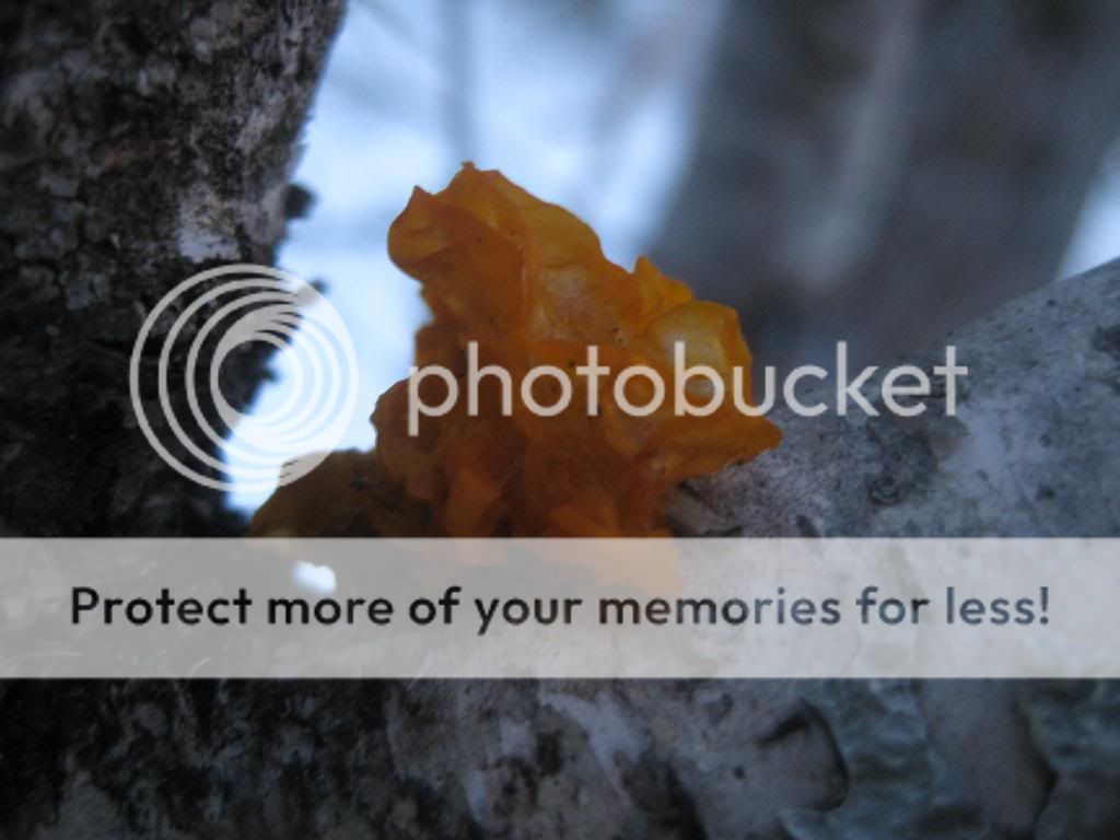 IMG_0216-1_zps7c81b1fd.jpg