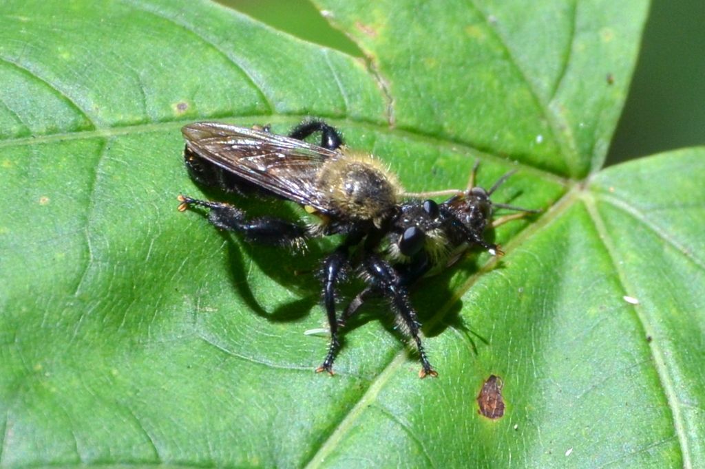 DSC_6907.jpg