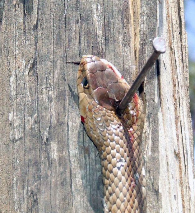 G_Snake1_zpscb87131b.jpg