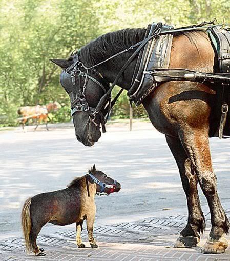 horse.jpg