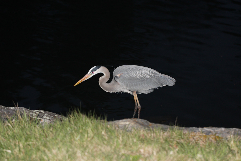 IMG9015-XL.jpg