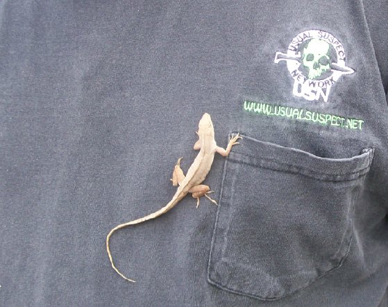 lizard3.jpg