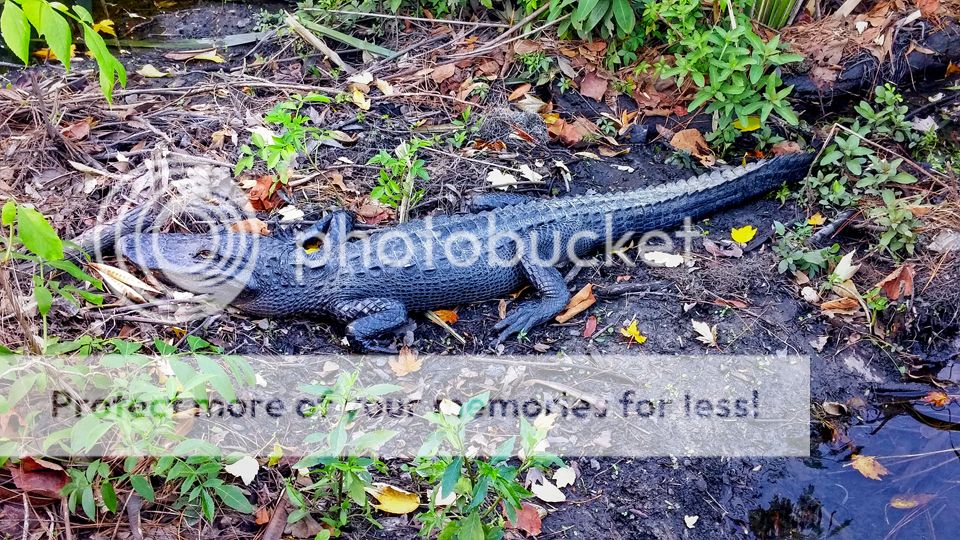 Gatorsm_zps2b293332.jpg