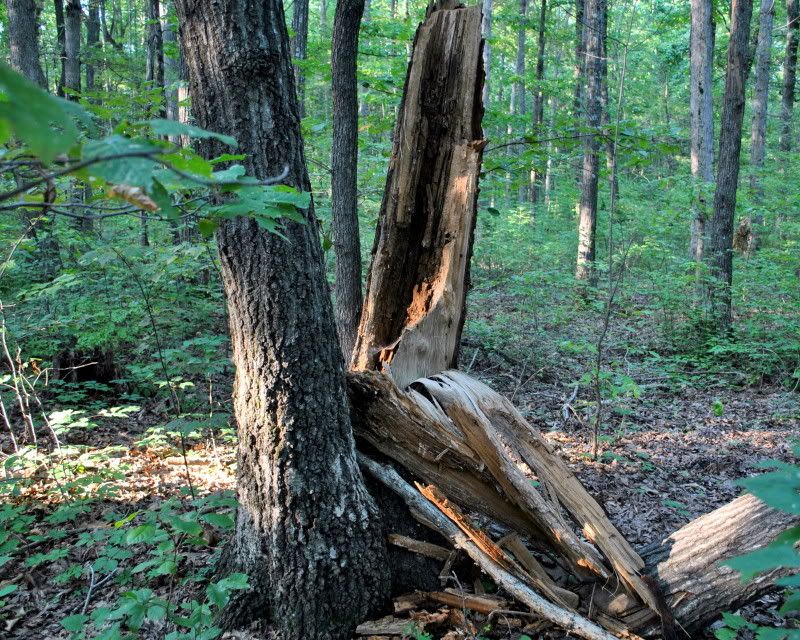 DSC_1038.jpg