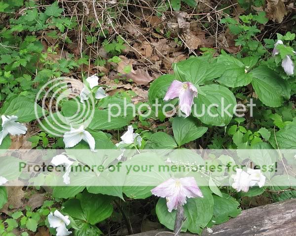 IMG_0953.jpg