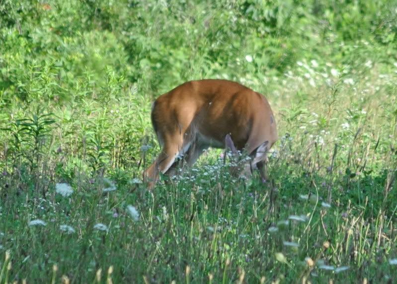 DSC_4553.jpg