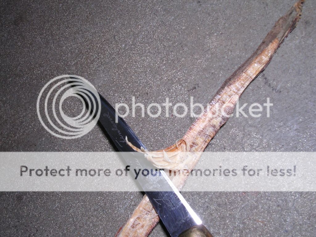 Firecontest002.jpg