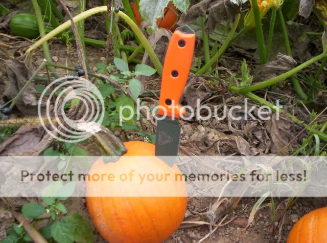AppleOrchard2009039.jpg