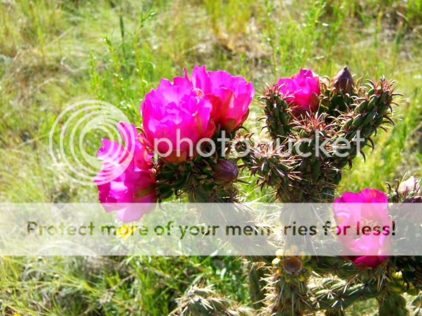 ChollaFr3-1.jpg
