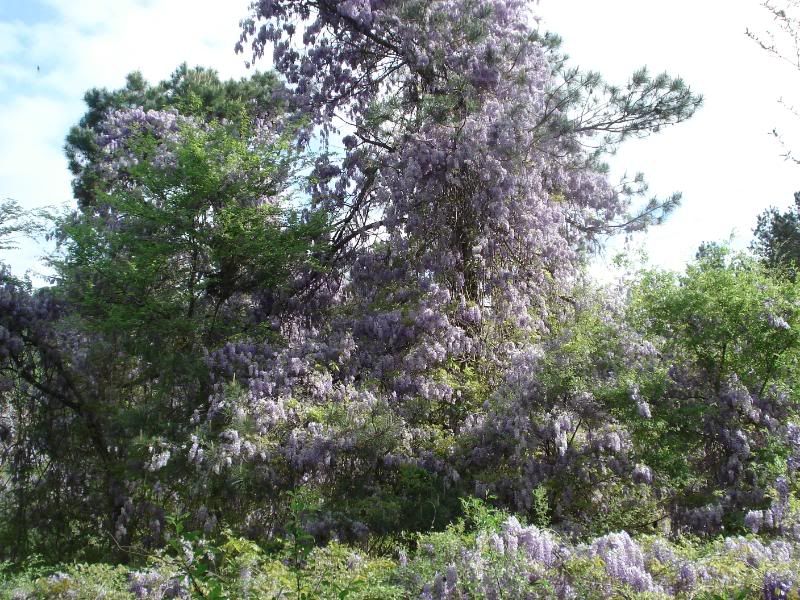 Wisteria.jpg