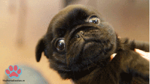 tumblr_inline_mryf9ph0gk1qz4rgp.gif