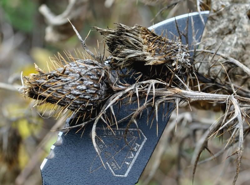 EnglishThistle.jpg