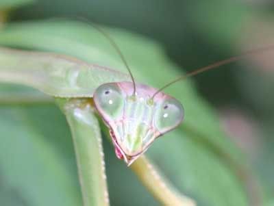 mantishead3.jpg