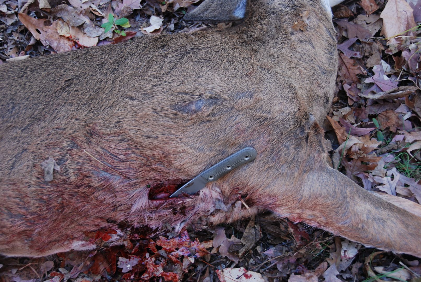 Archery2010008.jpg