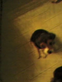 reese2.jpg