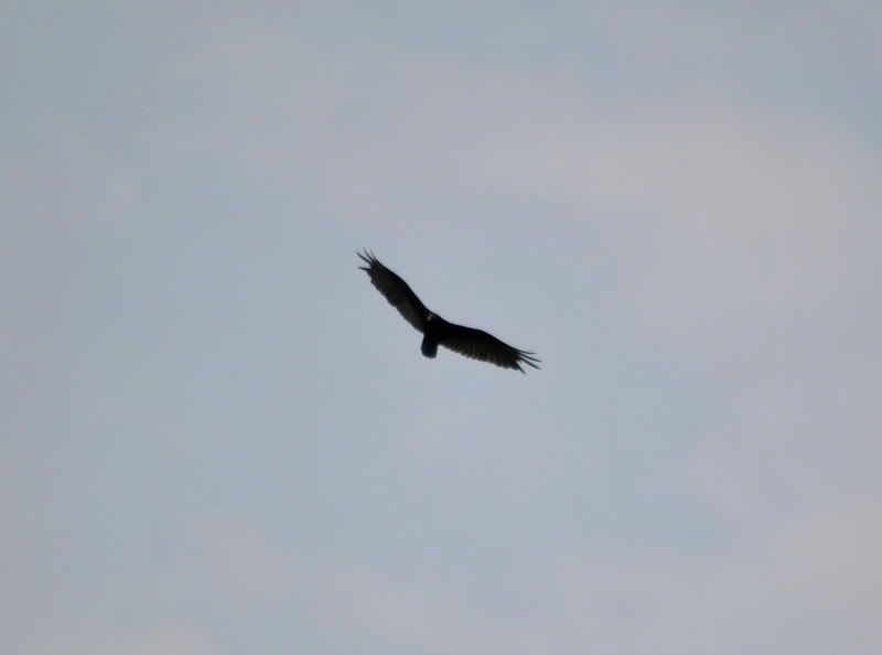 DSC_1961.jpg