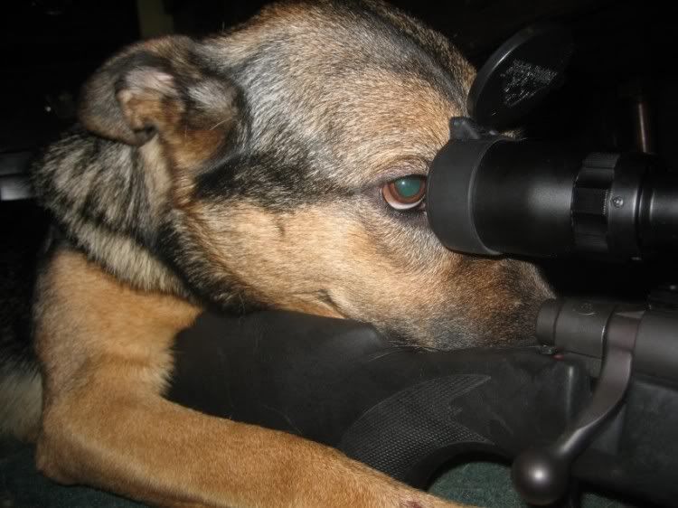 sniperdog.jpg