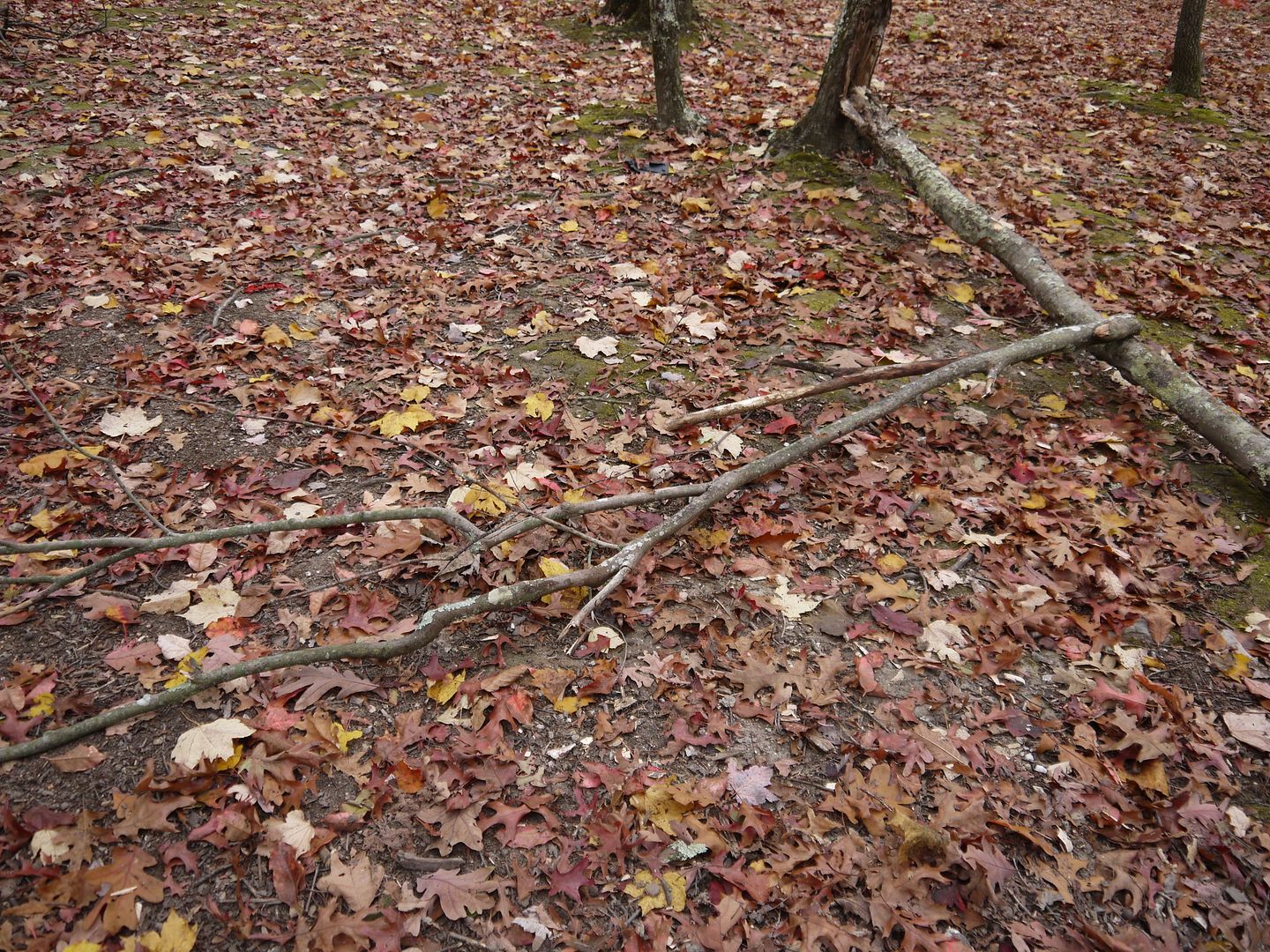 P1000469.jpg