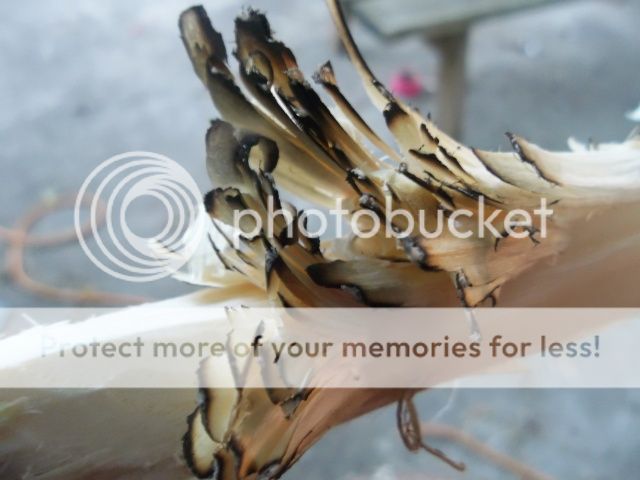 100_2089.jpg