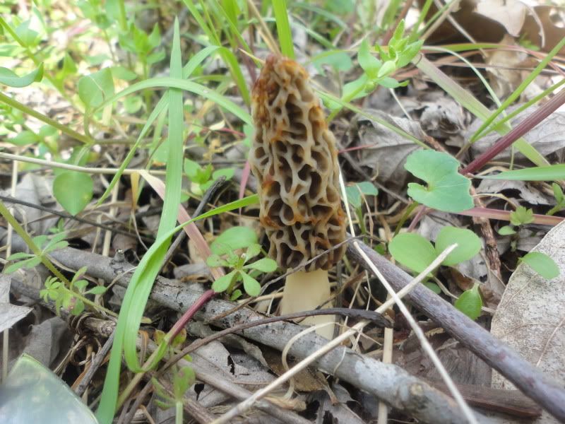 Plantsandshrooms016.jpg