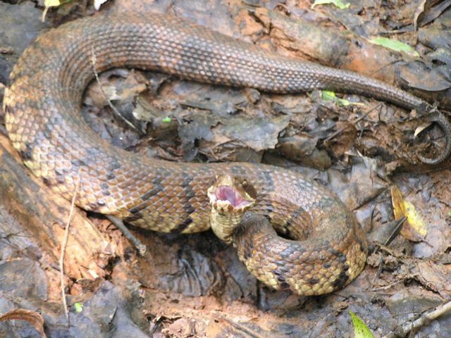 western_cottonmouth_4-Copy_zps02c5ed07.jpg
