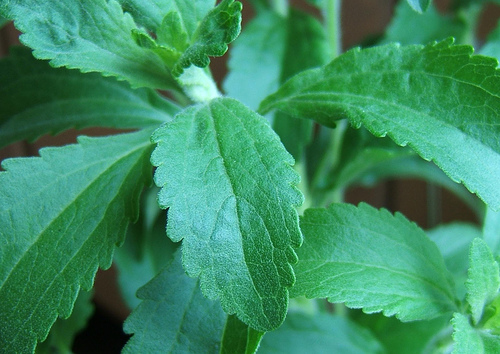 stevia_hebam3000.jpg