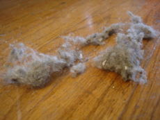 230px-Dust_bunnies.jpg