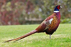 240px-Pheasant.jpg