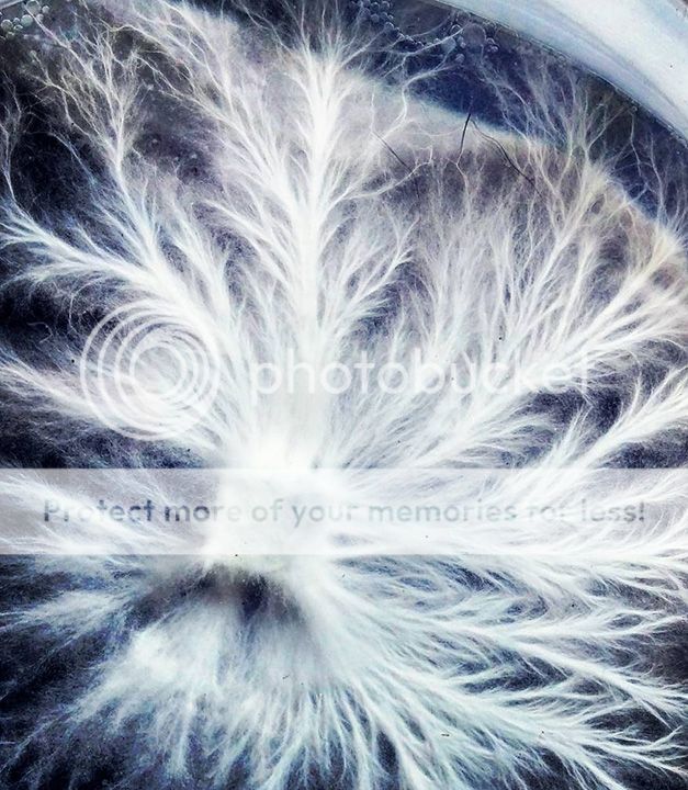 Mycelium_UPLOAD_zpskc559vzu.jpg