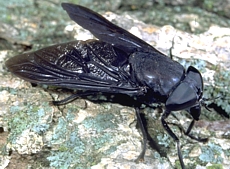blackhorsefly.jpg