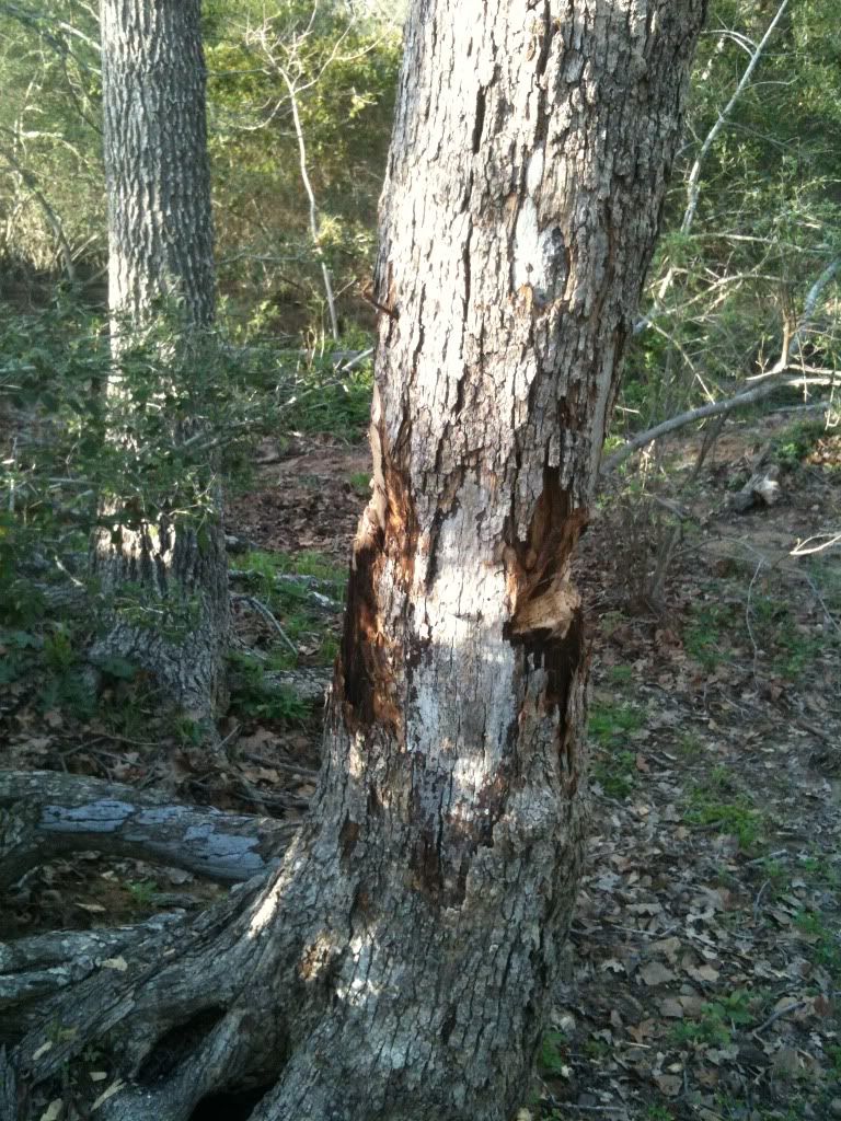 tree.jpg