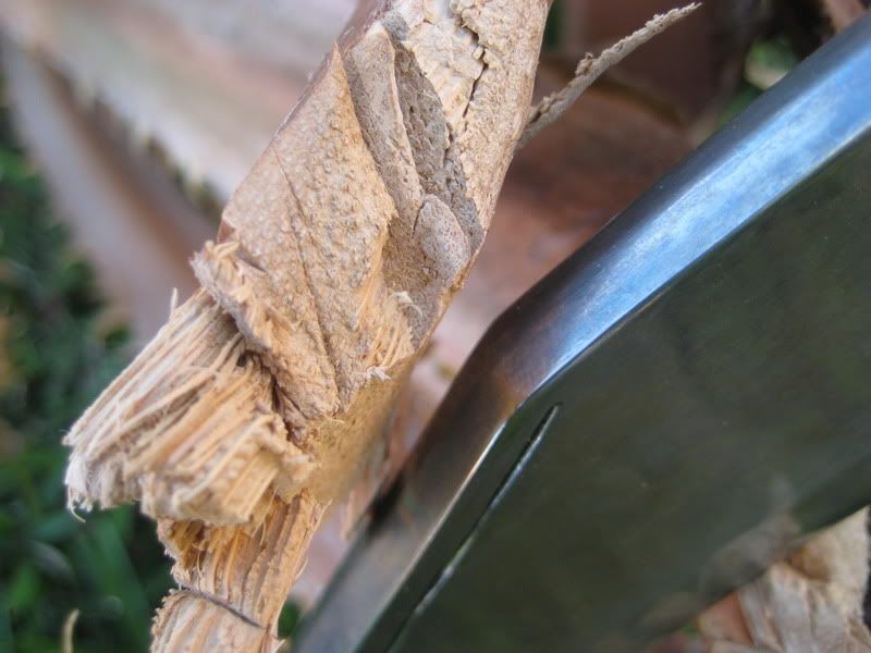 WWIIPalmTree008.jpg
