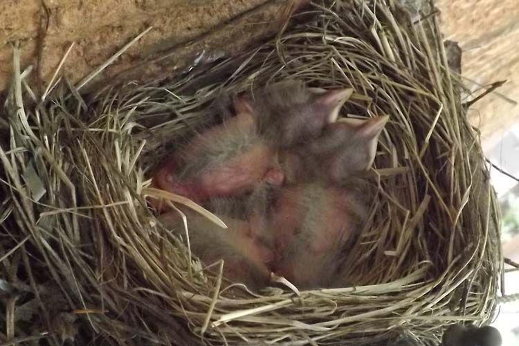 001%20ROBINS%203%20750%20MED_zpsf9iulb6a.jpg